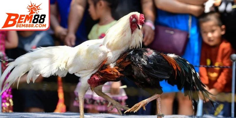 Các loại cược phổ biến tại trường thú chọi