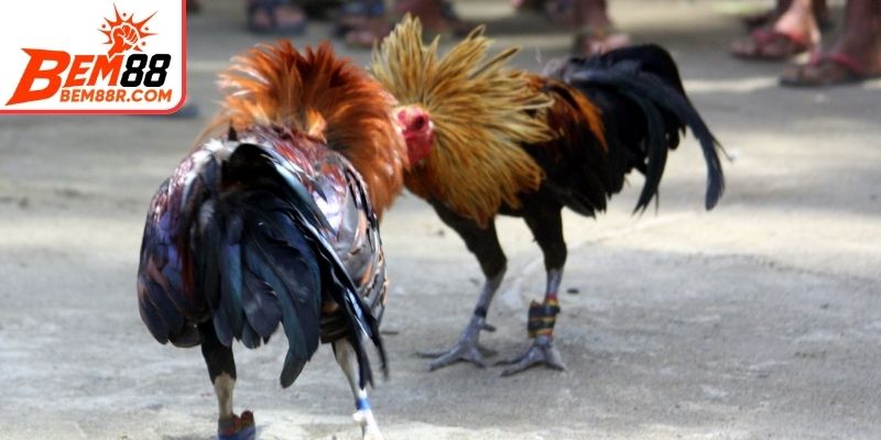 Các loại thú chọi tại trường đấu dành cho anh em