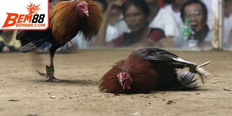 Sảnh đấu trực tiếp tại trường gà S129