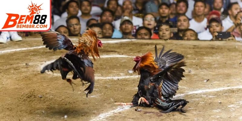 Chiến lược tăng hiệu quả đặt cược đá gà cho anh em