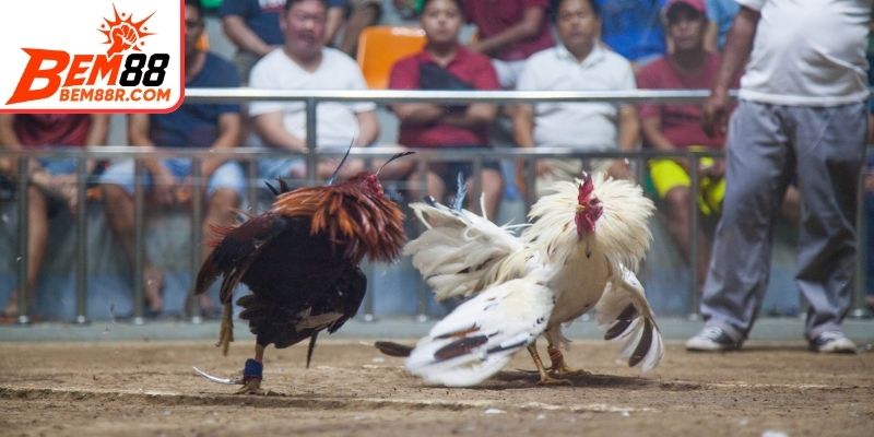 Khám phá không gian đá gà sinh động và chân thực