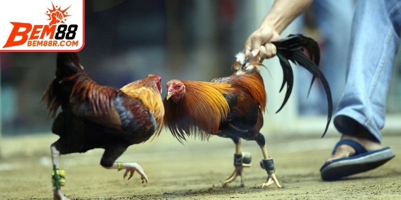 Các loại cược phổ biến trong đá gà cho anh em