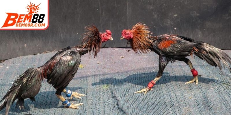 Giới thiệu về đá gà cựa dao