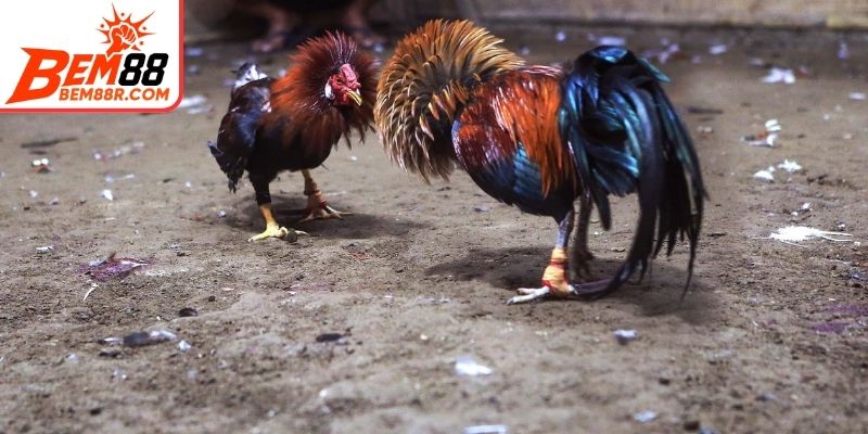 Luật tham gia đá gà - nền tảng của mọi chiến lược