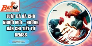 Luật Đá Gà Cho Người Mới
