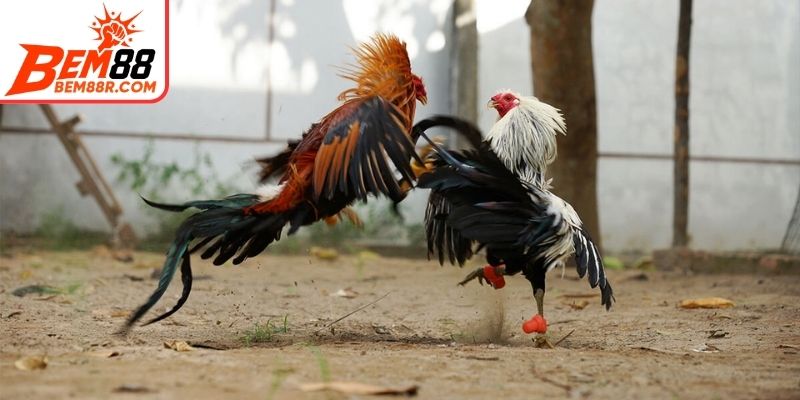 Tầm quan trọng của luật đá gà cho người mới