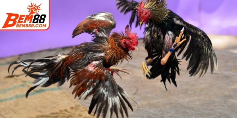 Phân định thắng thua và các kiểu cược phổ biến