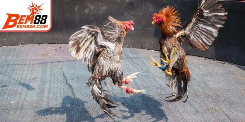 Lựa chọn chiến kê và xác định thời điểm đặt cược tối ưu