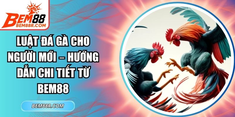 Luật Đá Gà Cho Người Mới